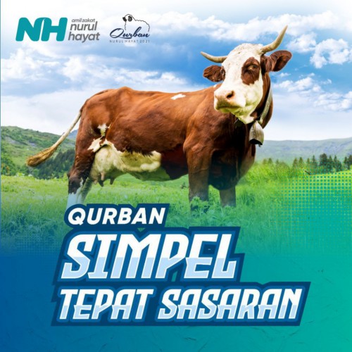 Sapi Salur (Mulai 210 kg)