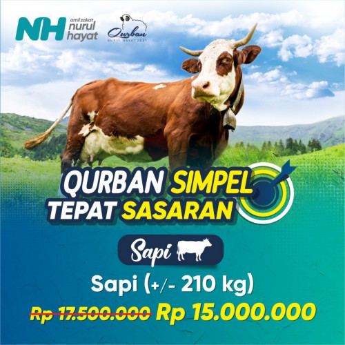 (Early bird) Sapi Salur (Mulai 210 kg)