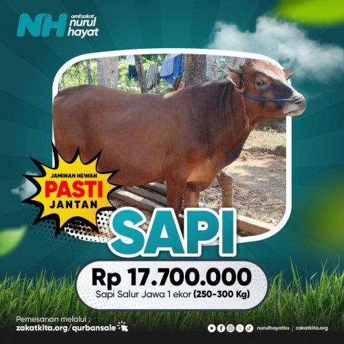 Sapi Salur Jawa 1 ekor (250-300 Kg)