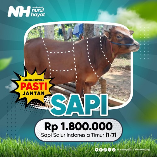
Sapi Salur Indonesia Timur (1/7)