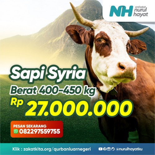 Sapi Syria (400-450 kg)