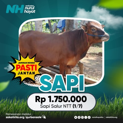 Sapi Salur NTT (1/7)